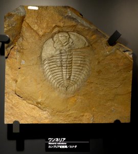 Wanneria walcottana - National Museum of Nature and Science, Tokyo - DSC07731