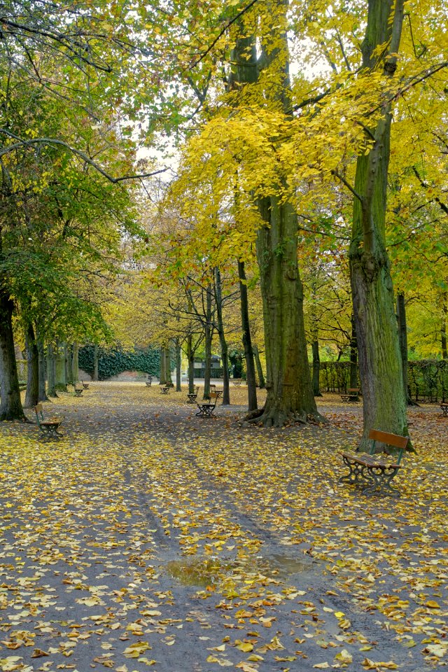 Walkway in autumn - Würzburg Residence gardens - Würzburg, Germany - DSC05922