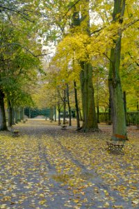 Walkway in autumn - Würzburg Residence gardens - Würzburg, Germany - DSC05922