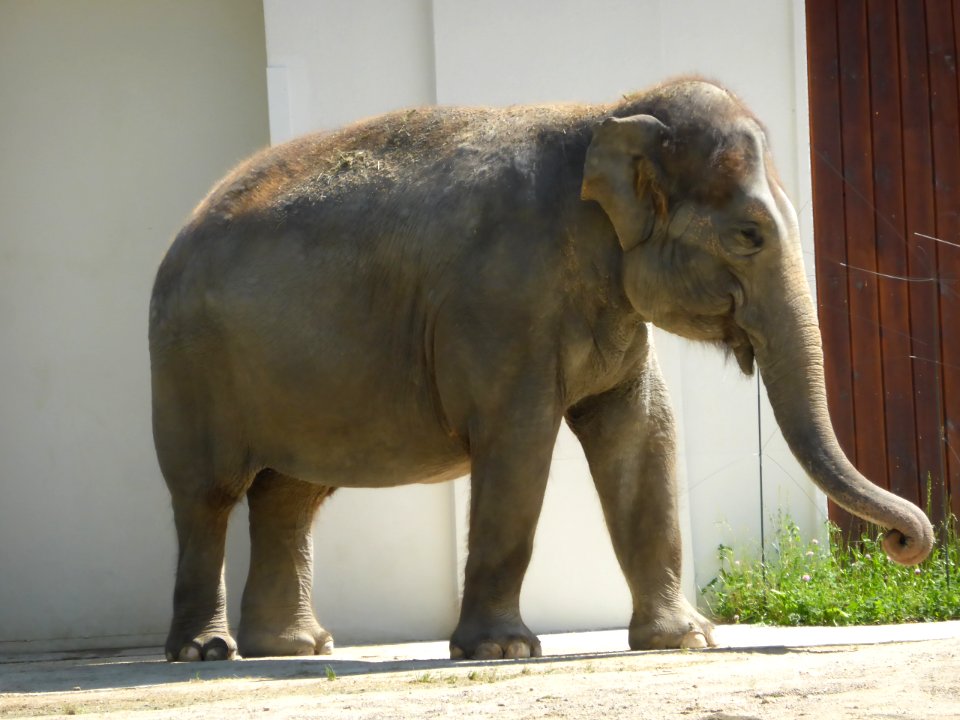 Water-Elephants-4