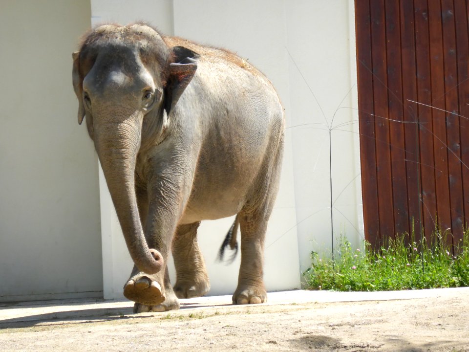 Water-Elephants-2