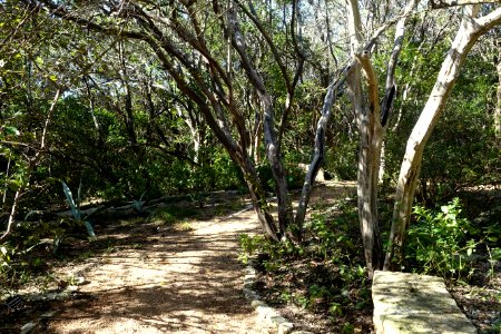 Walkway - Zilker Botanical Garden - Austin, Texas - DSC08770
