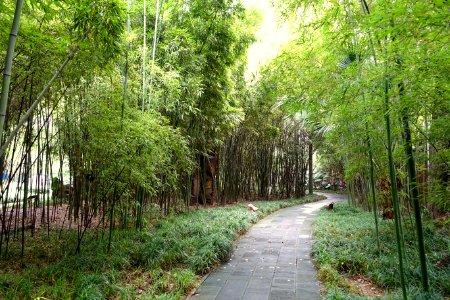 Walkway - Wangjianglou Park - Chengdu, China - DSC05975