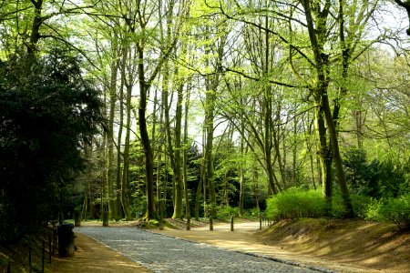 Walkway in the Bois de la Cambre or Ter Kamerenbos - Brussels, Belgium - DSC06590
