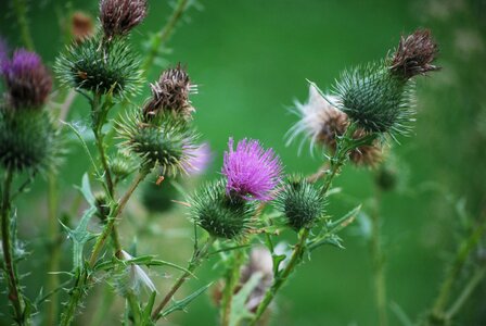Thistle flower prickly photo