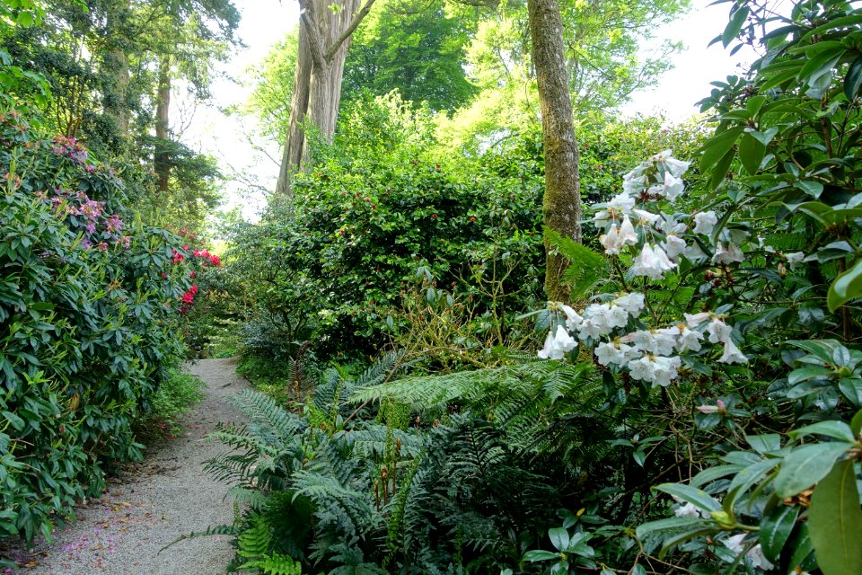 Walkway - Trengwainton Garden - Cornwall, England - DSC02496