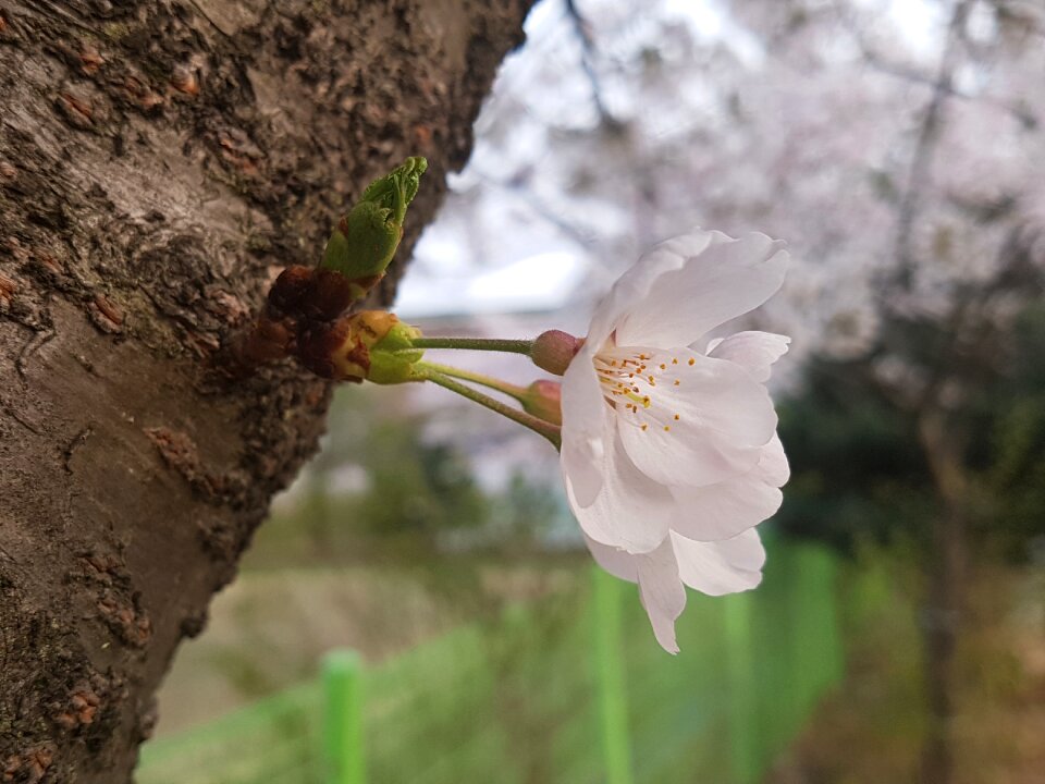 Cherry flowers spring flowers petal