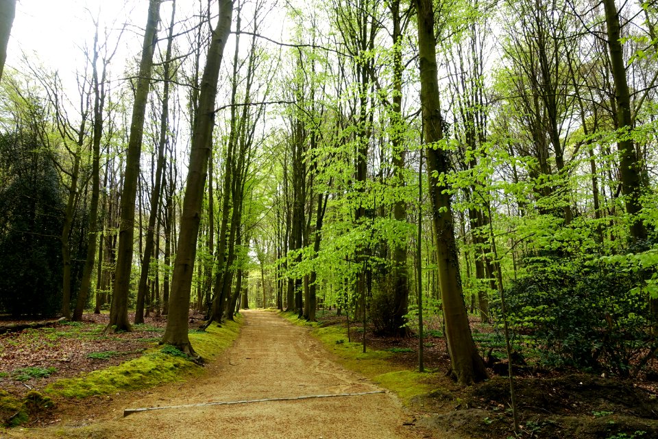 Walkway in the Bois de la Cambre or Ter Kamerenbos - Brussels, Belgium - DSC06597
