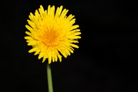 Yellow black green flora garden
