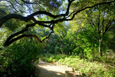 Walkway - Zilker Botanical Garden - Austin, Texas - DSC09011
