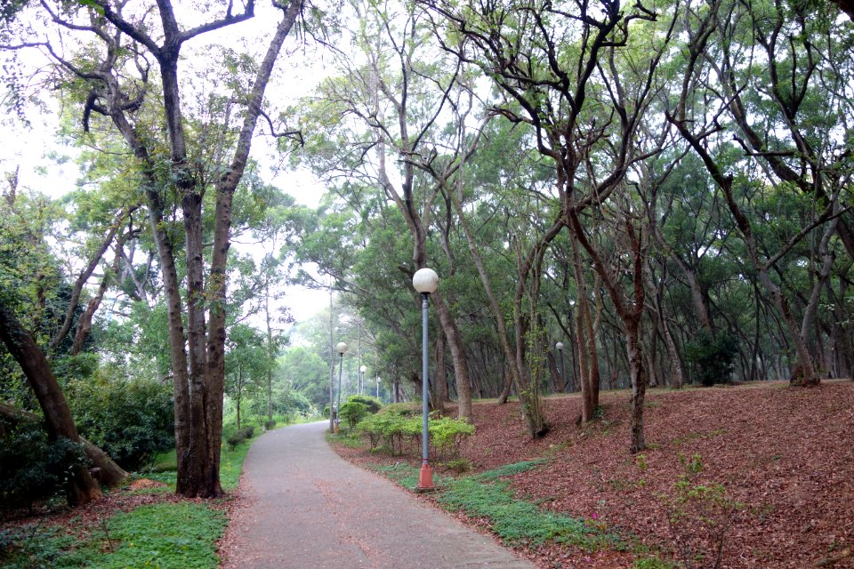 Walkway - Tunghai University - DSC01425