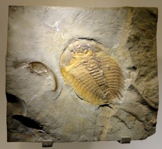 Wanneria sp., Early Cambrian, Eager Formation, Cranbrook, BC, Canada - Houston Museum of Natural Science - DSC01398