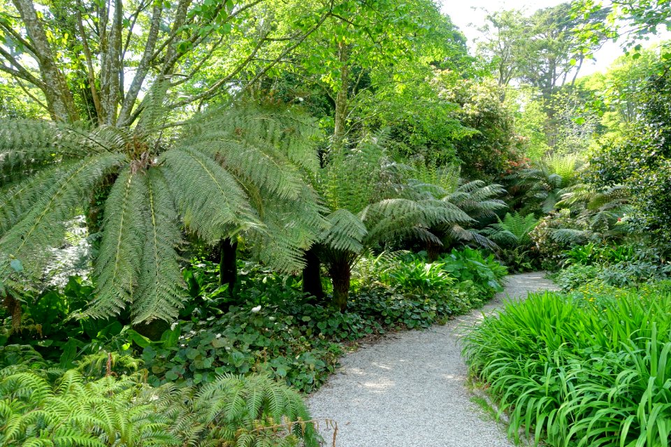 Walkway - Trengwainton Garden - Cornwall, England - DSC02478