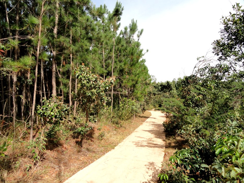 Walkway - Jardim Botânico de Brasília -