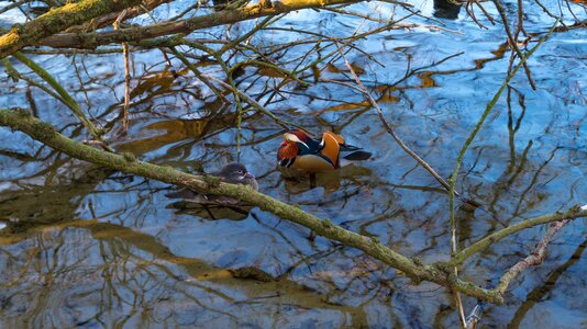 Animal world animal waters
