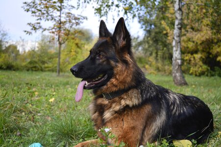 Dog the german shepherd dog zvierata