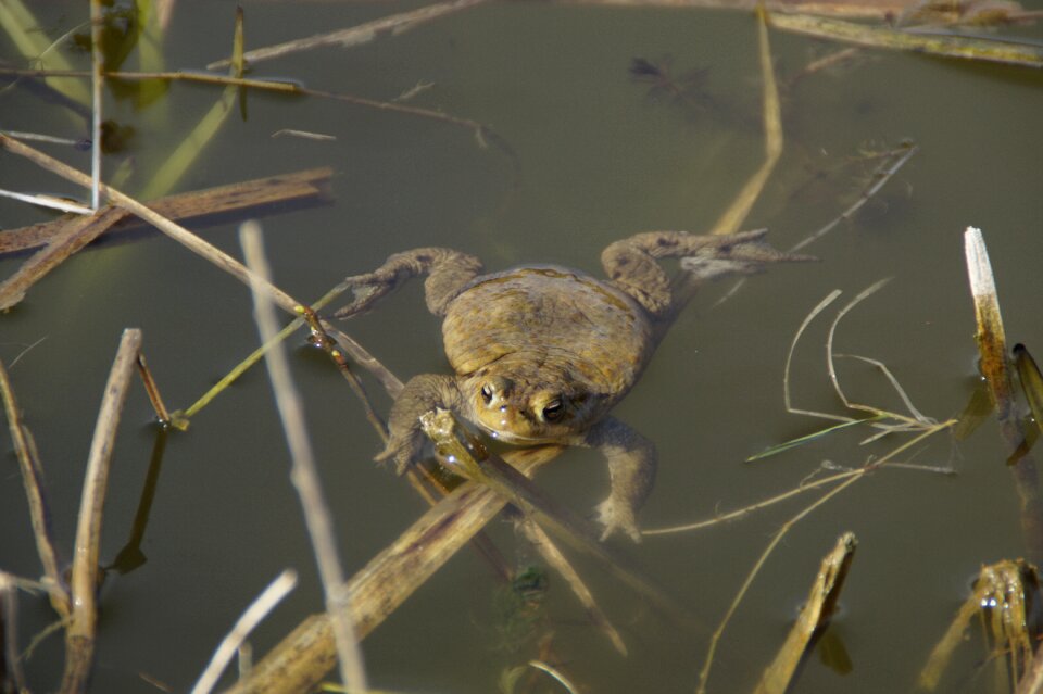 Toad swim water