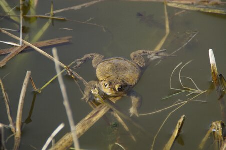 Toad swim water
