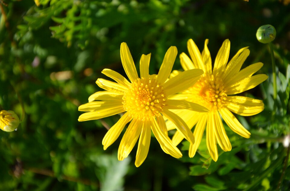 Nature petals yellow flower
