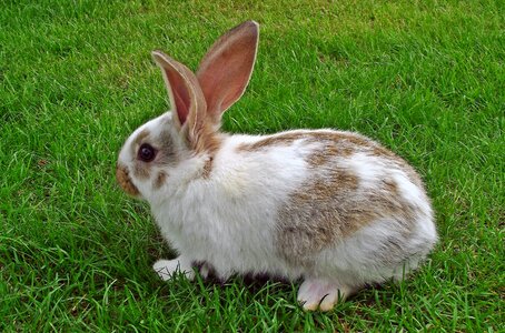Animals bunny young