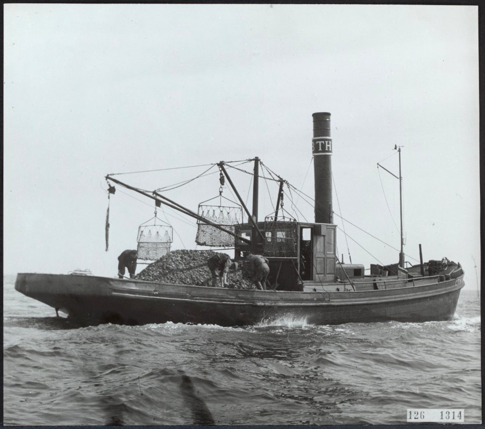 Visserij, oestercultuur Stoomkorboot TH 18 van de Zeeuwse Oestermaatschappij B, Bestanddeelnr 126-1314
