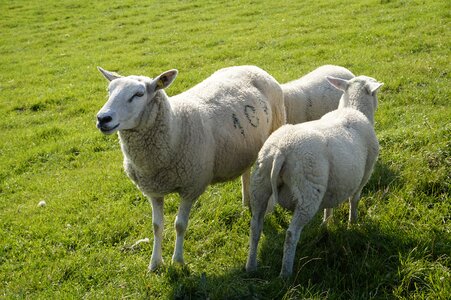 Sheep dike lamb photo