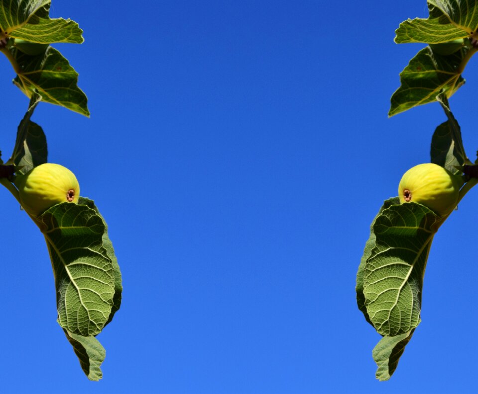 Real coward fruit fig fruit