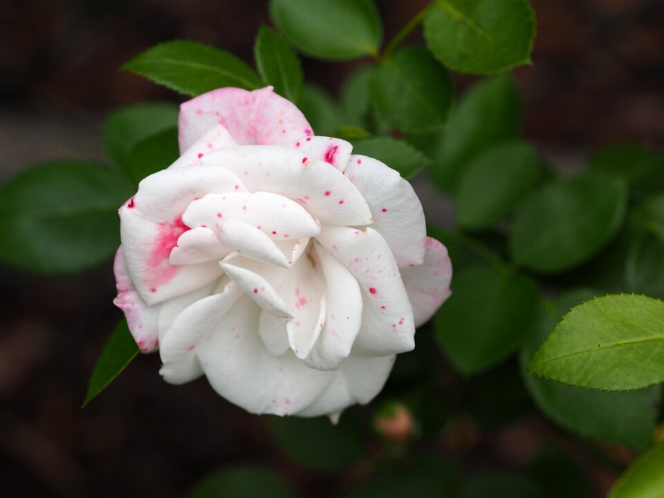 Flowers romantic valentine's day