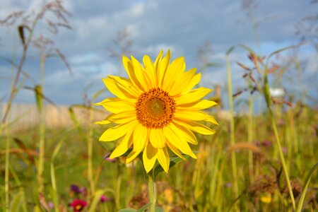 Nature's corner country big flower petal photo