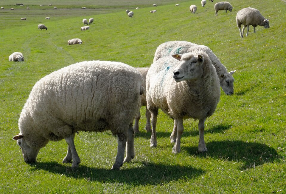 Grass dike nordfriesland