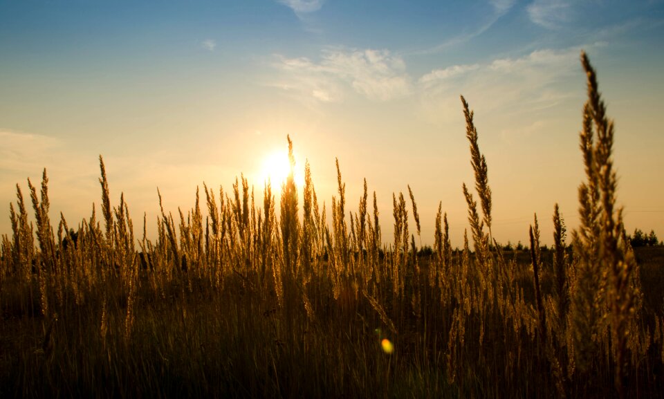 Cereal growth summer