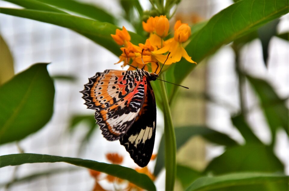 Insect animal color