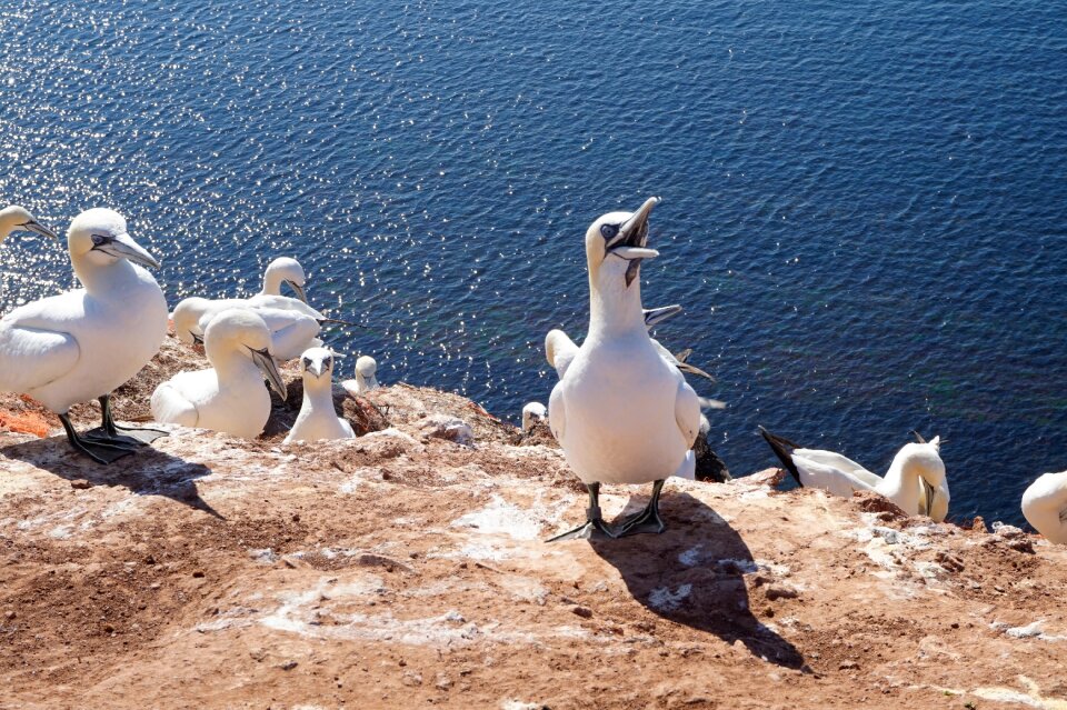 Coast northern gannet birds
