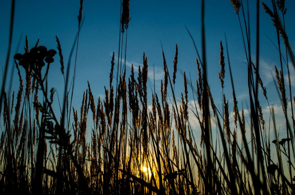 Grass growth sun