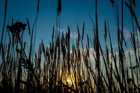 Grass growth sun