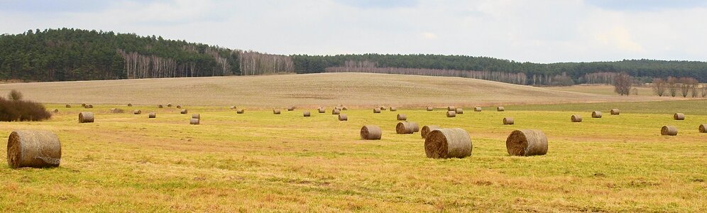 Poland village winter bales photo