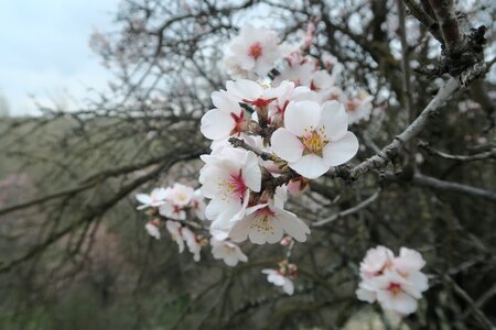 Almond tree flower photo