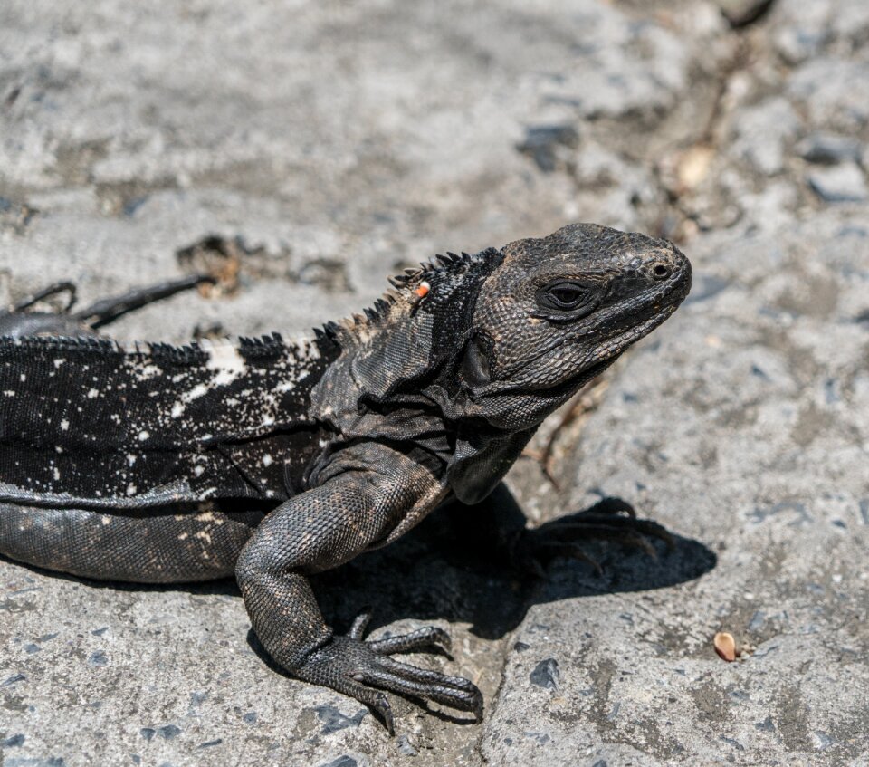 Lizard reptile nature