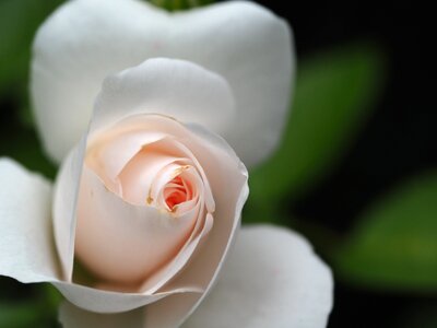 Romantic valentine's day blossom photo