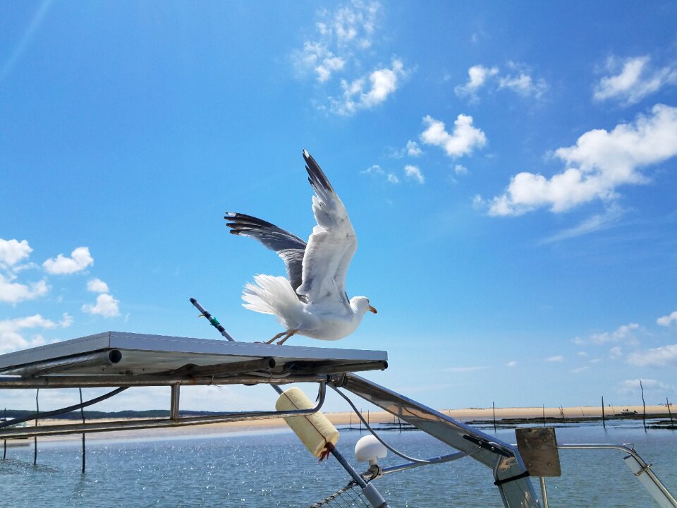 Seagull blue sky sea