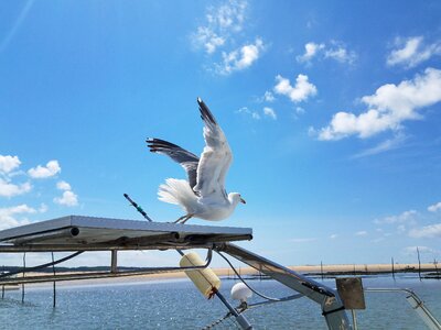 Seagull blue sky sea