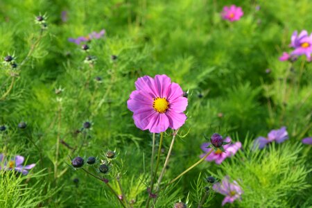 Massif flower pink