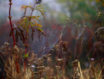 Place dew drops