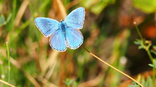 Blue blue provence macro