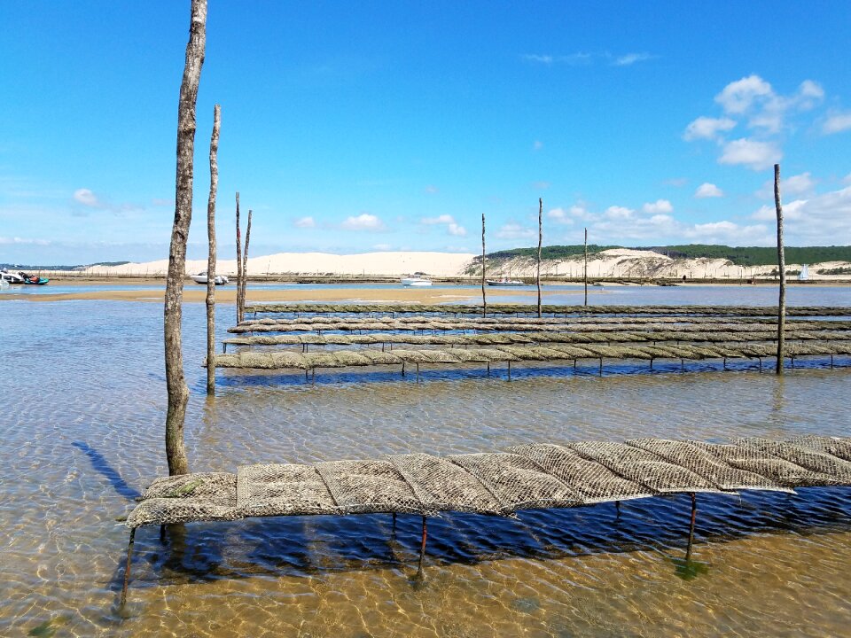 Arcachon basin oyster pila