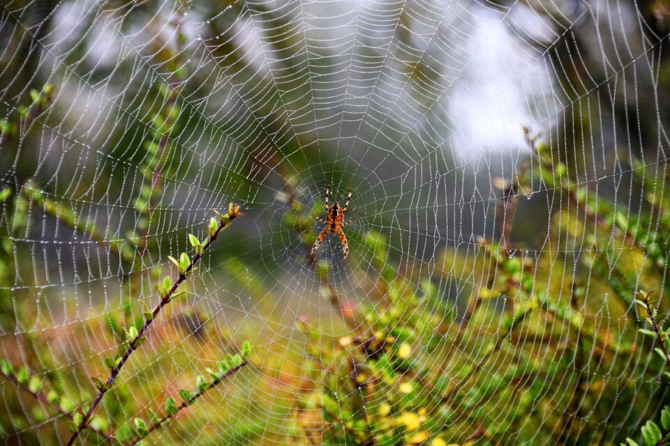 Dew arachnid morning