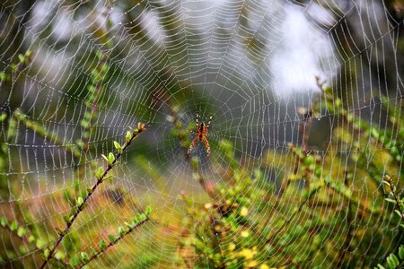 Dew arachnid morning