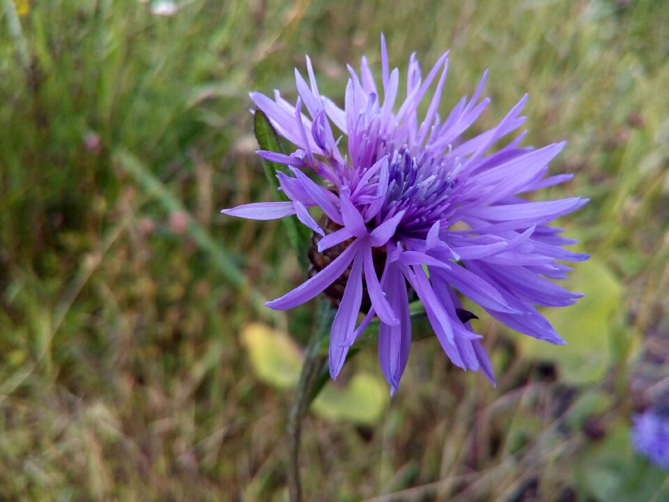 Centaurea meadow weed