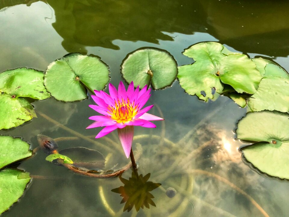 Leaf lily water lilies