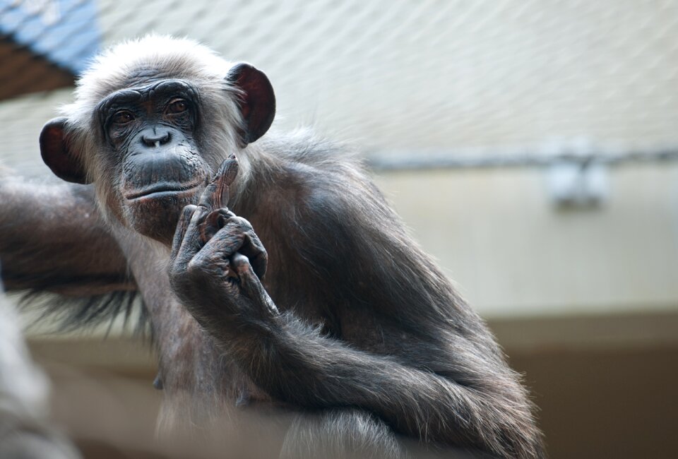 Animal world chimpanzee animal